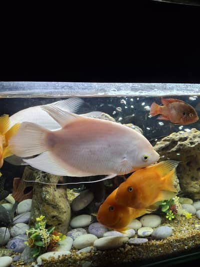 Gourami Fish Pair for Sale