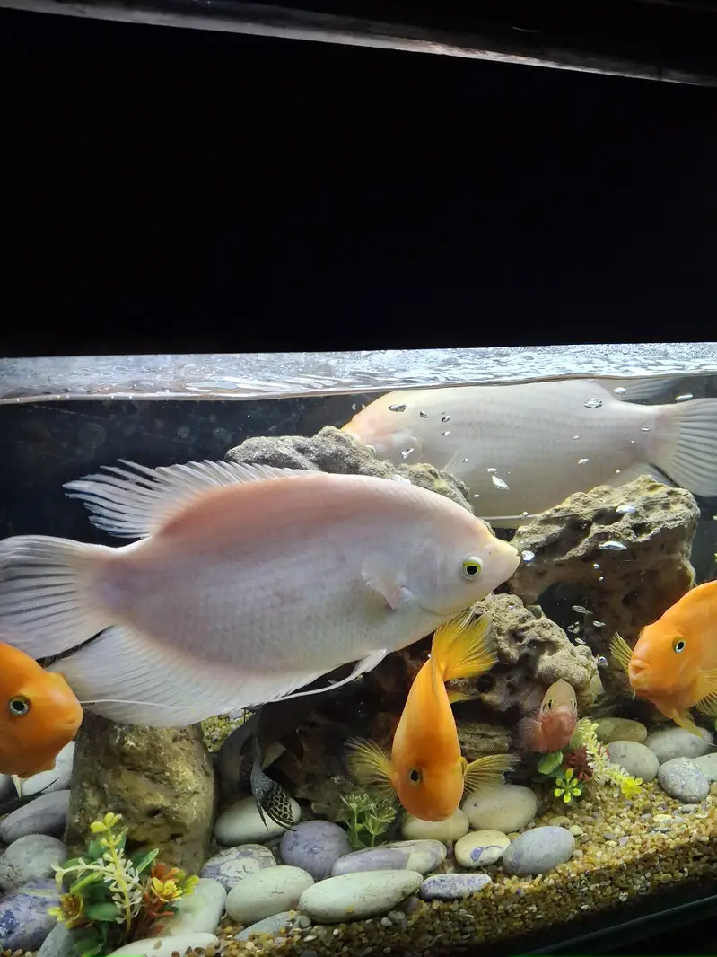Gourami Fish Pair for Sale — photo 2