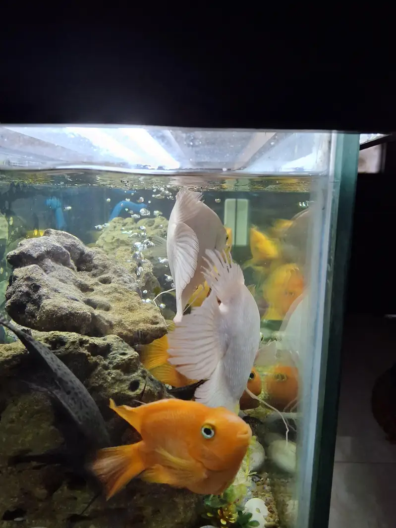 Gourami Fish Pair for Sale — photo 3