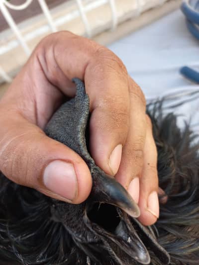 Ayam Cemani Male Grey Tongue - Indonesian Breed - Healthy Breeder