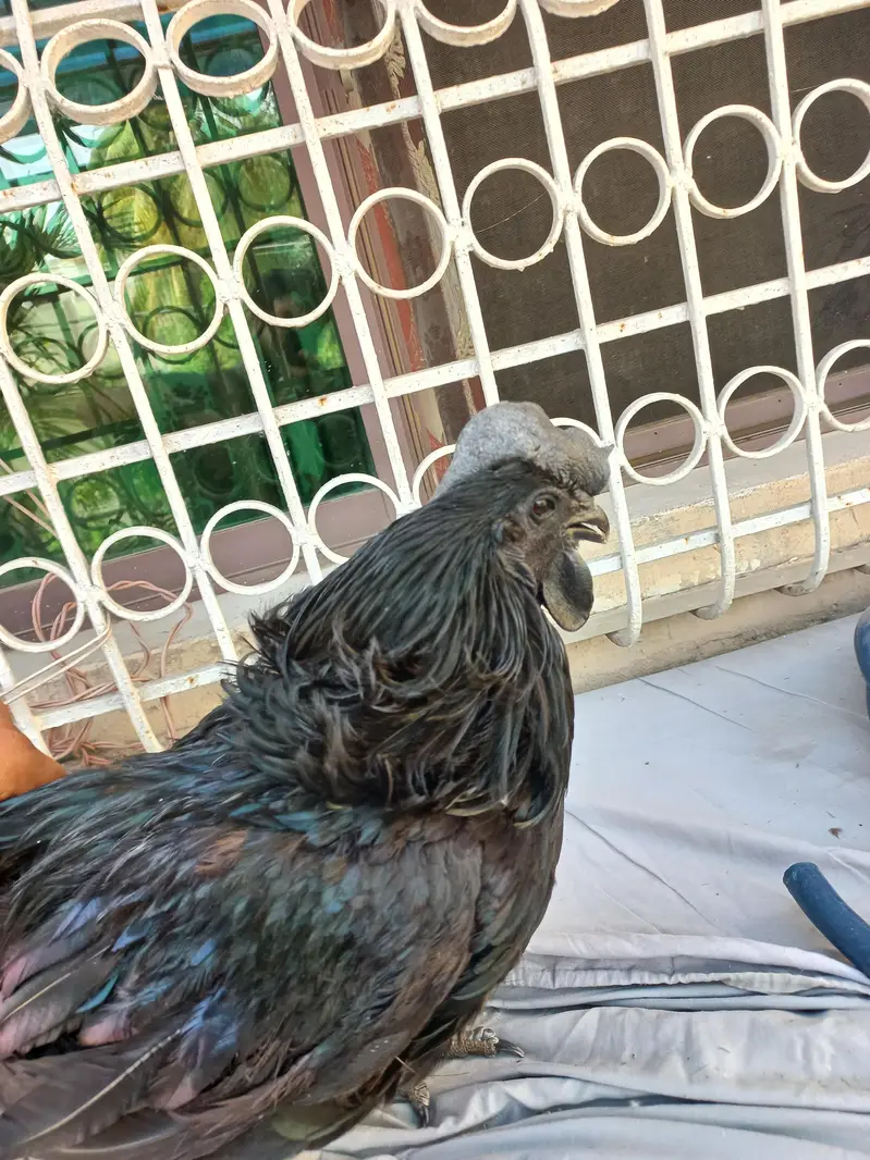 Ayam Cemani Male Grey Tongue - Indonesian Breed - Healthy Breeder — photo 2