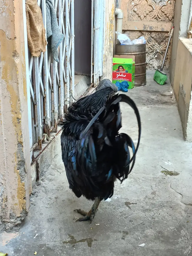 Ayam Cemani Male Grey Tongue - Indonesian Breed - Healthy Breeder — photo 3