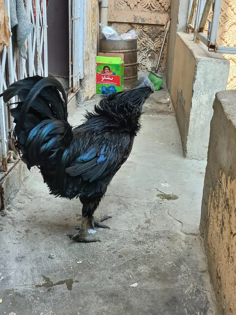 Ayam Cemani Male Grey Tongue - Indonesian Breed - Healthy Breeder — photo 4
