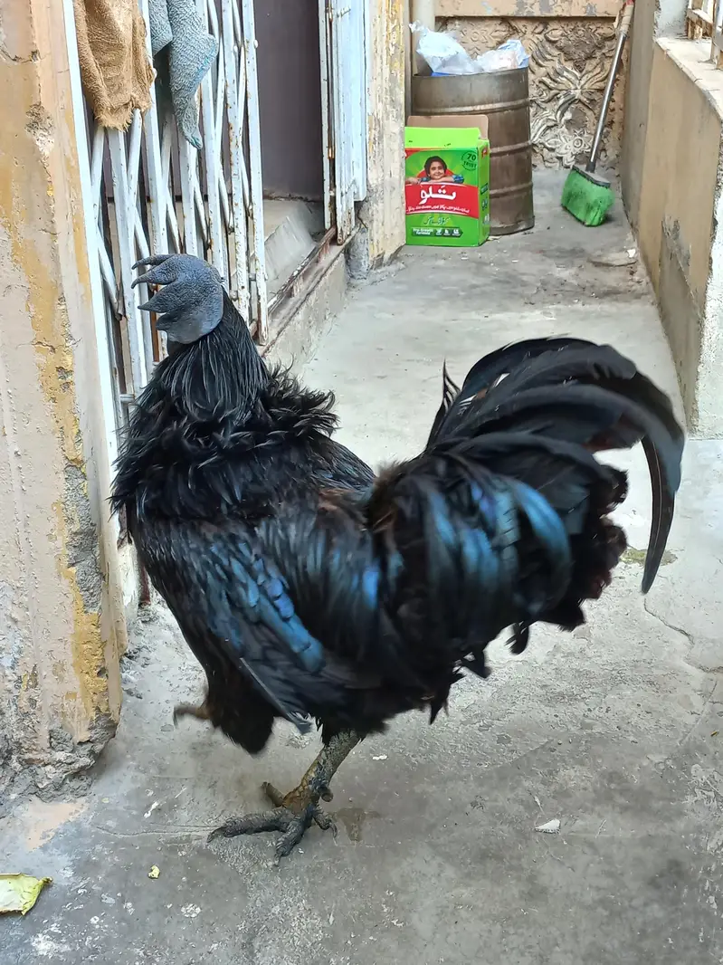 Ayam Cemani Male Grey Tongue - Indonesian Breed - Healthy Breeder — photo 5