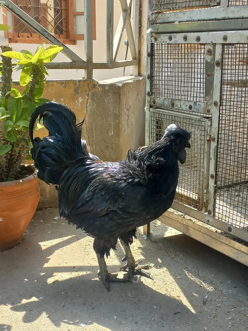 Ayam Cemani Male Grey Tongue - Indonesian Breed - Healthy Breeder — photo 6