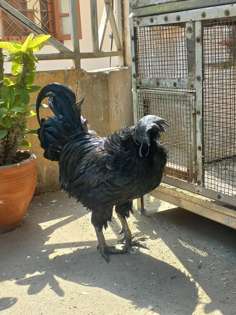 Ayam Cemani Male Grey Tongue - Indonesian Breed - Healthy Breeder — photo 7
