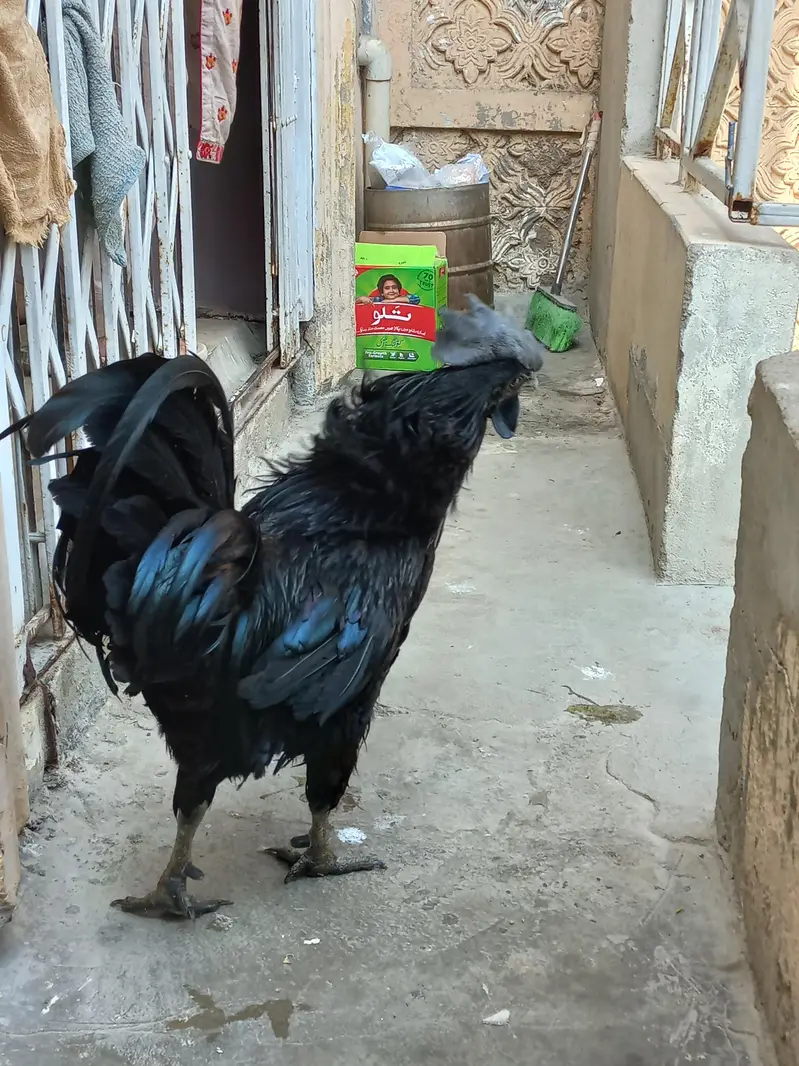 Ayam Cemani Male Grey Tongue - Indonesian Breed - Healthy Breeder — photo 8