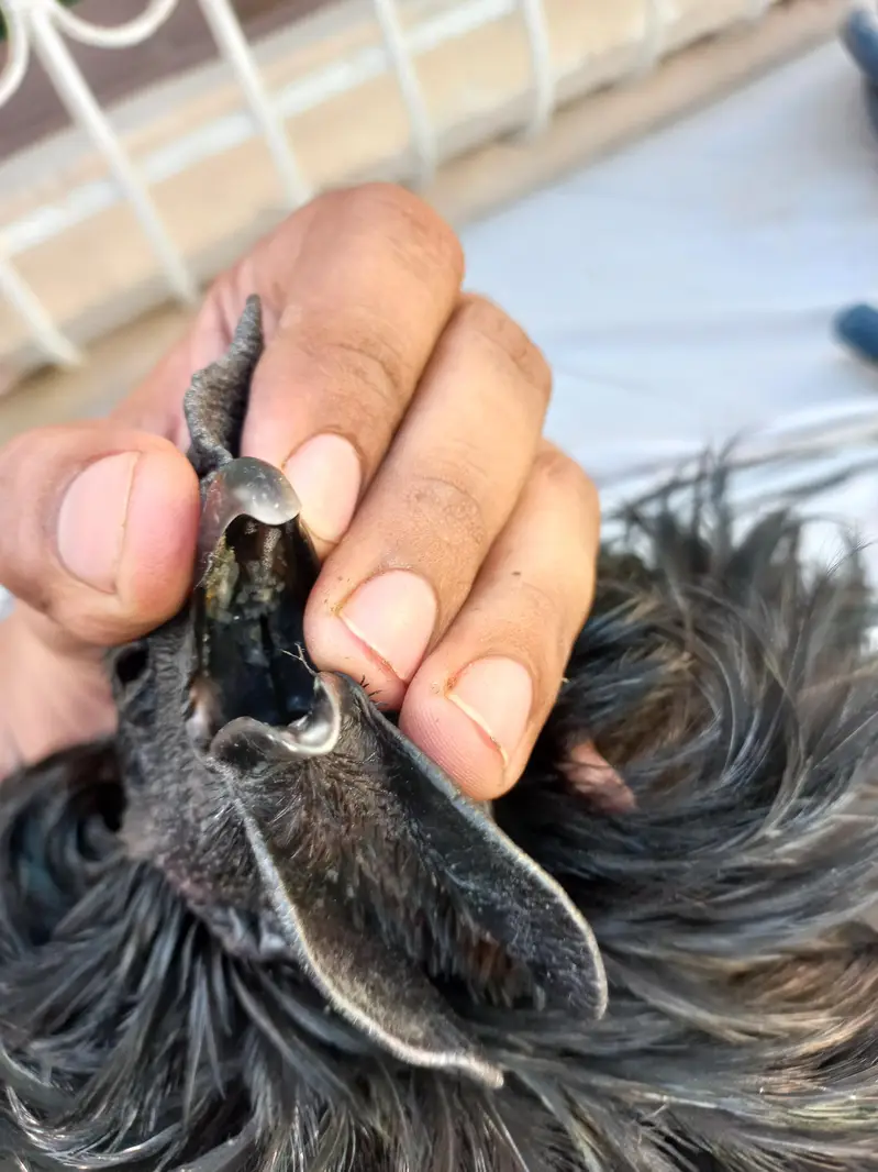 Ayam Cemani Male Grey Tongue - Indonesian Breed - Healthy Breeder — photo 9