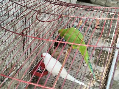 White Indian Ringneck Parrot for Sale