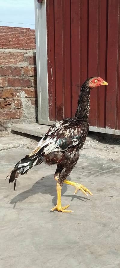 pure Pakistani patha for sale in cheap price