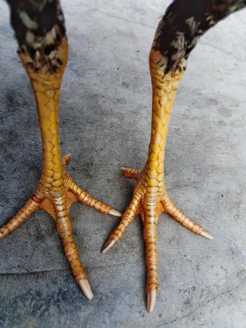 pure Pakistani patha for sale in cheap price — photo 3