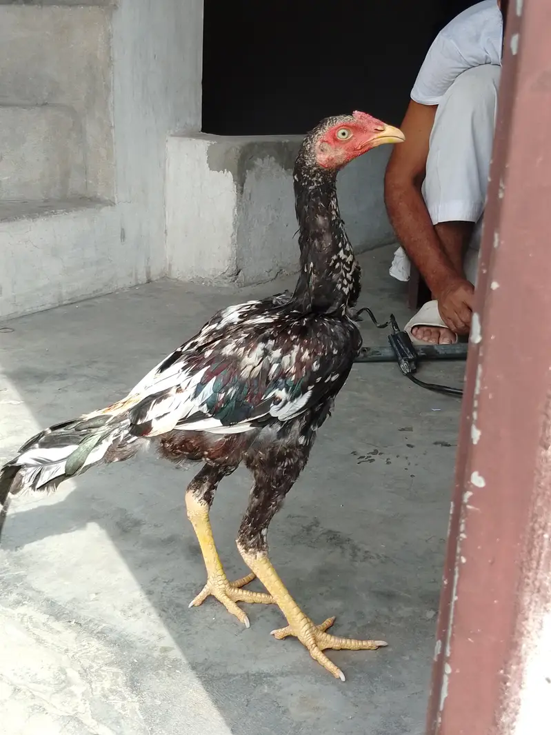 pure Pakistani patha for sale in cheap price — photo 4