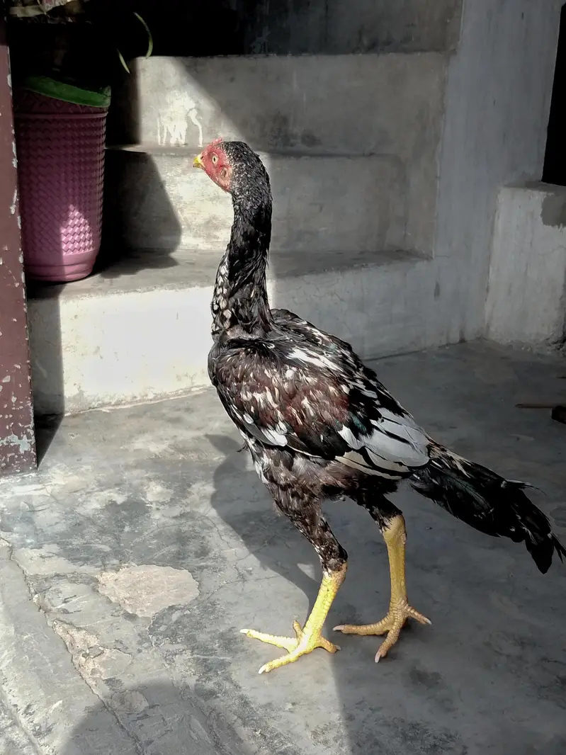 pure Pakistani patha for sale in cheap price — photo 6