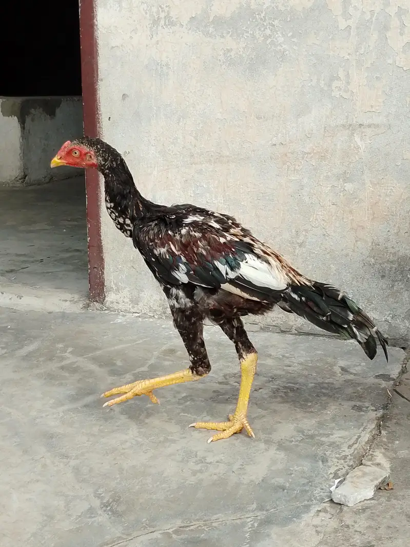 pure Pakistani patha for sale in cheap price — photo 7