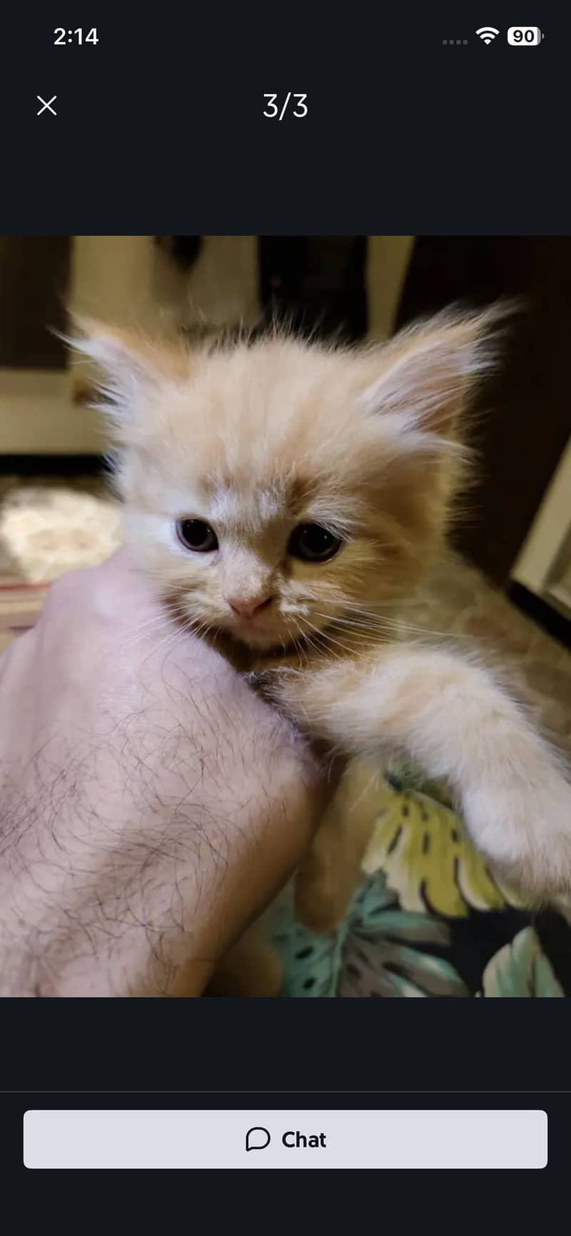 4 kitten 0