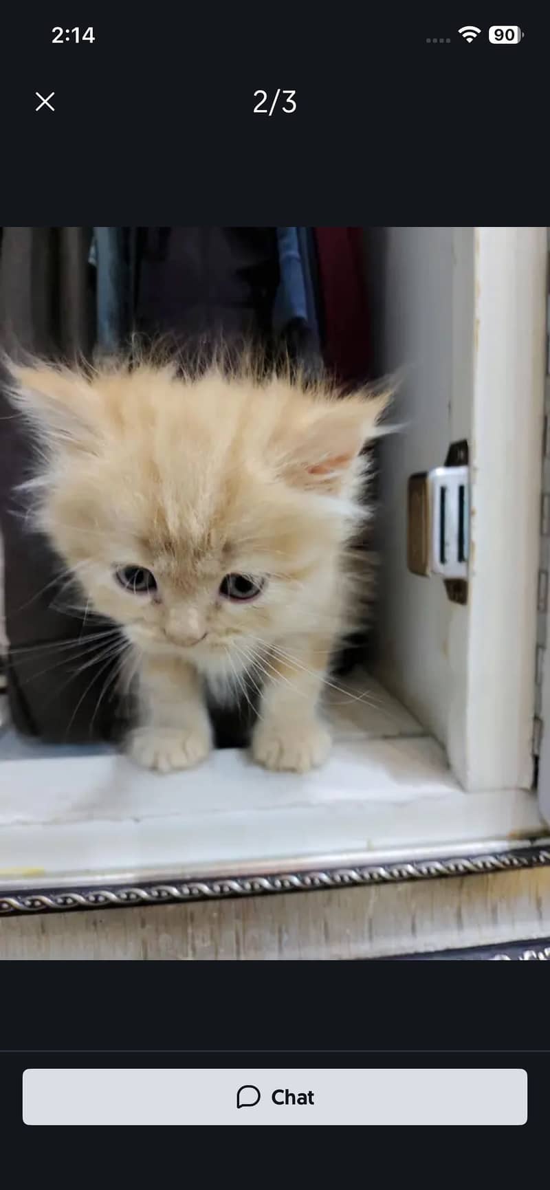 4 kitten 1