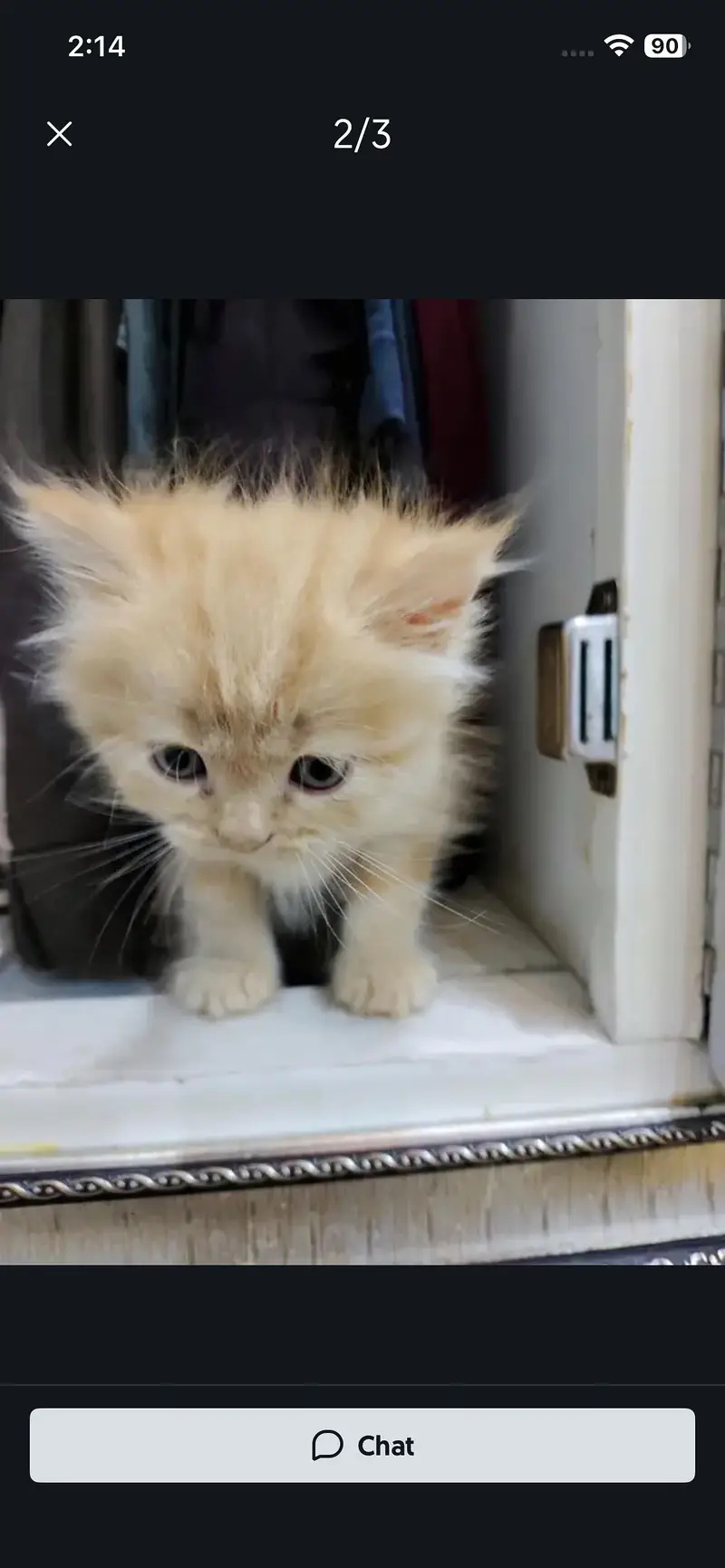 4 kitten — photo 2