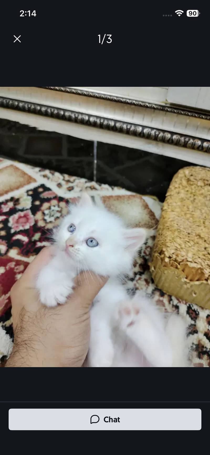 4 kitten 2
