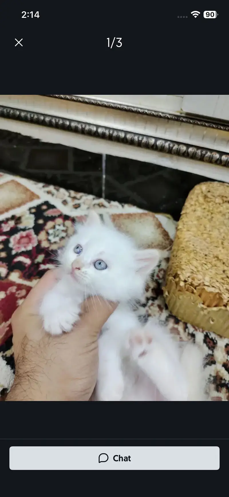4 kitten — photo 3