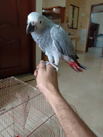 GReY parrots Chicks Redfector