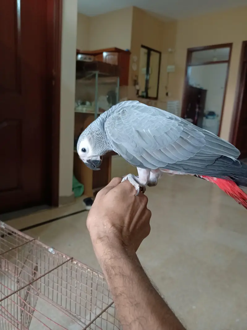 GReY parrots Chicks Redfector — photo 2