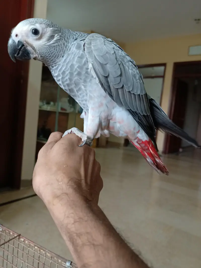 GReY parrots Chicks Redfector — photo 4