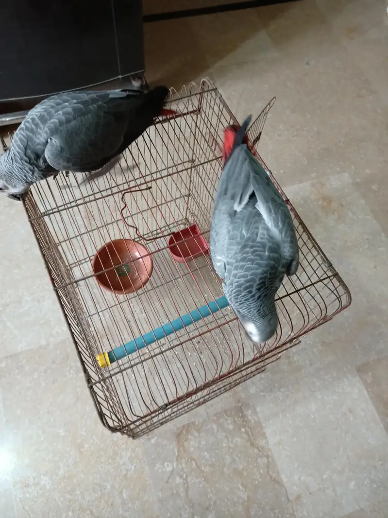 GReY parrots Chicks Redfector — photo 5