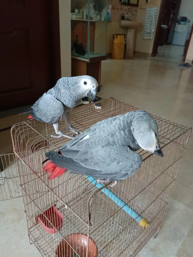 GReY parrots Chicks Redfector — photo 7