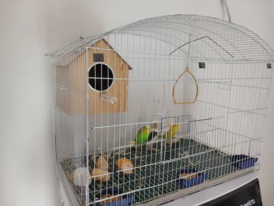Cockatiel pair and Budgies pair for sell