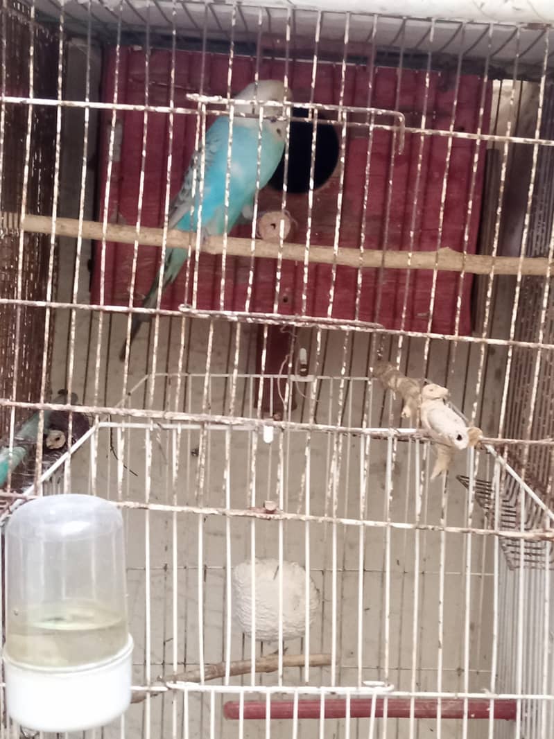 Big breader pair with chicks & Cage 0