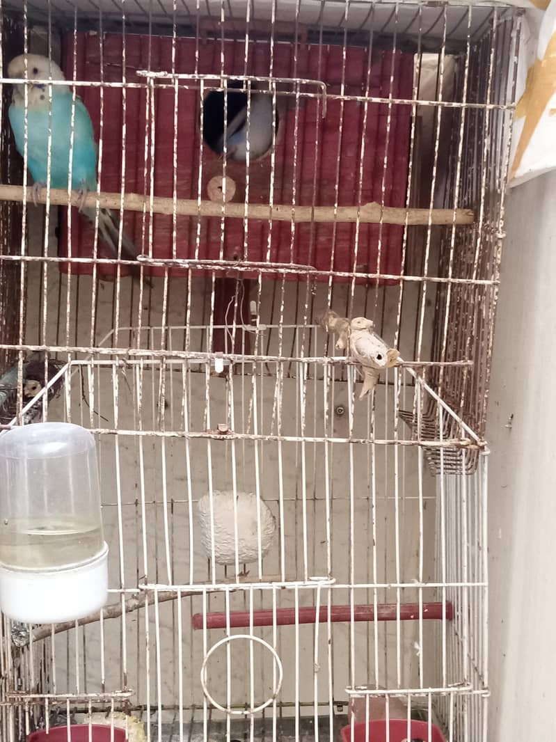 Big breader pair with chicks & Cage 1