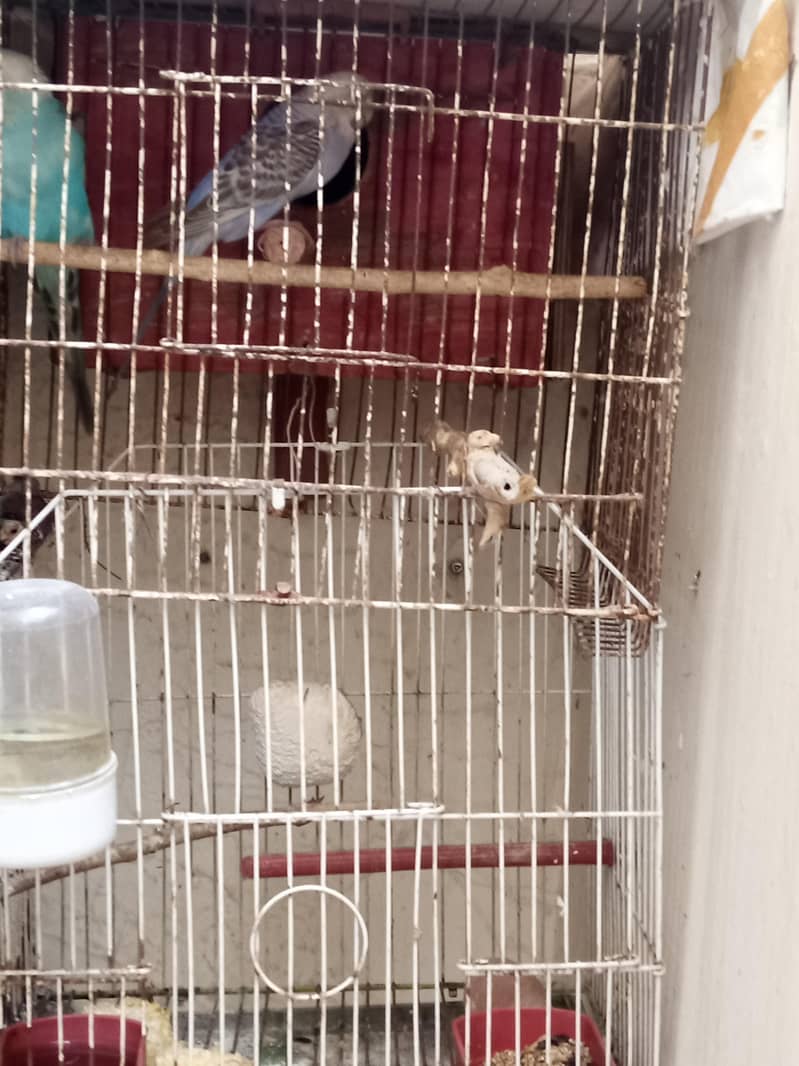 Big breader pair with chicks & Cage 2