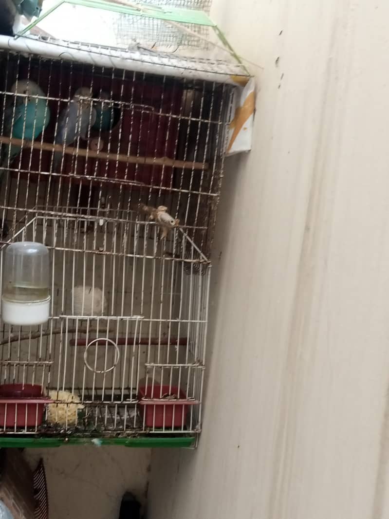 Big breader pair with chicks & Cage 3