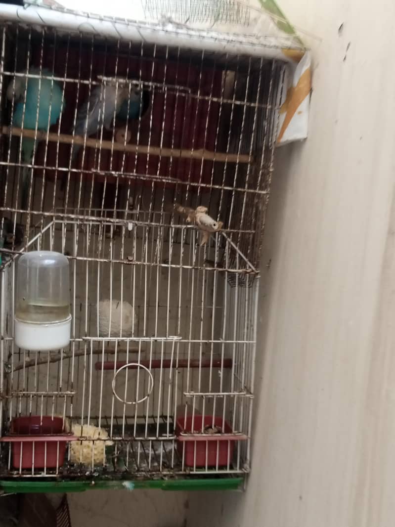 Big breader pair with chicks & Cage 4