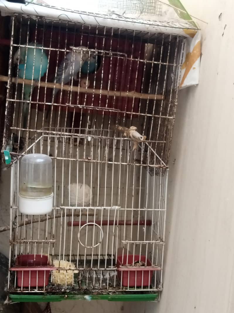 Big breader pair with chicks & Cage 5