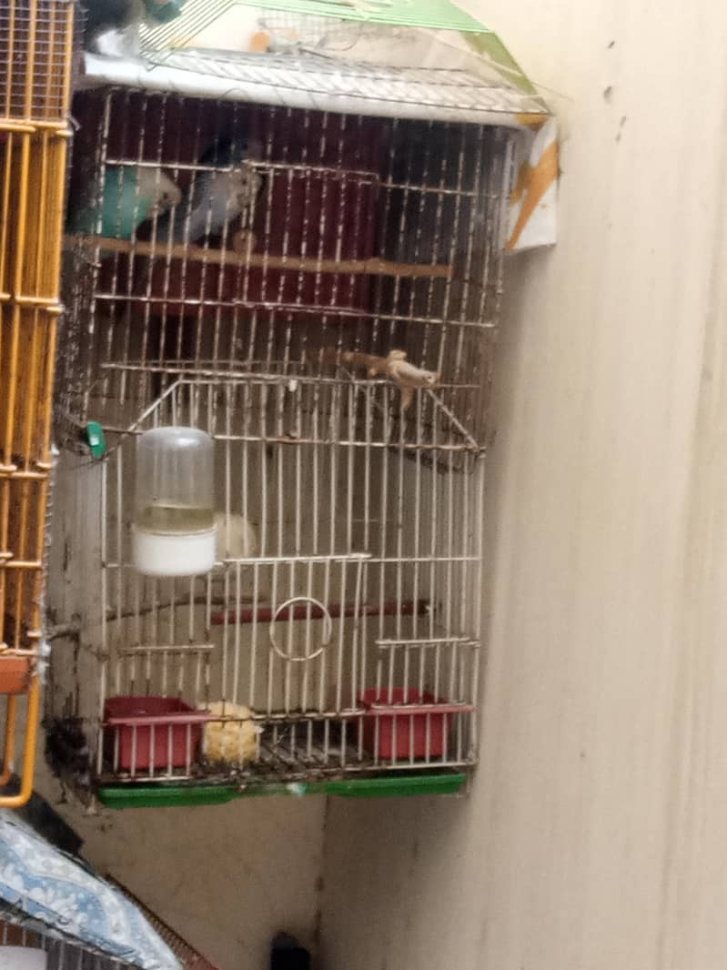 Big breader pair with chicks & Cage 6