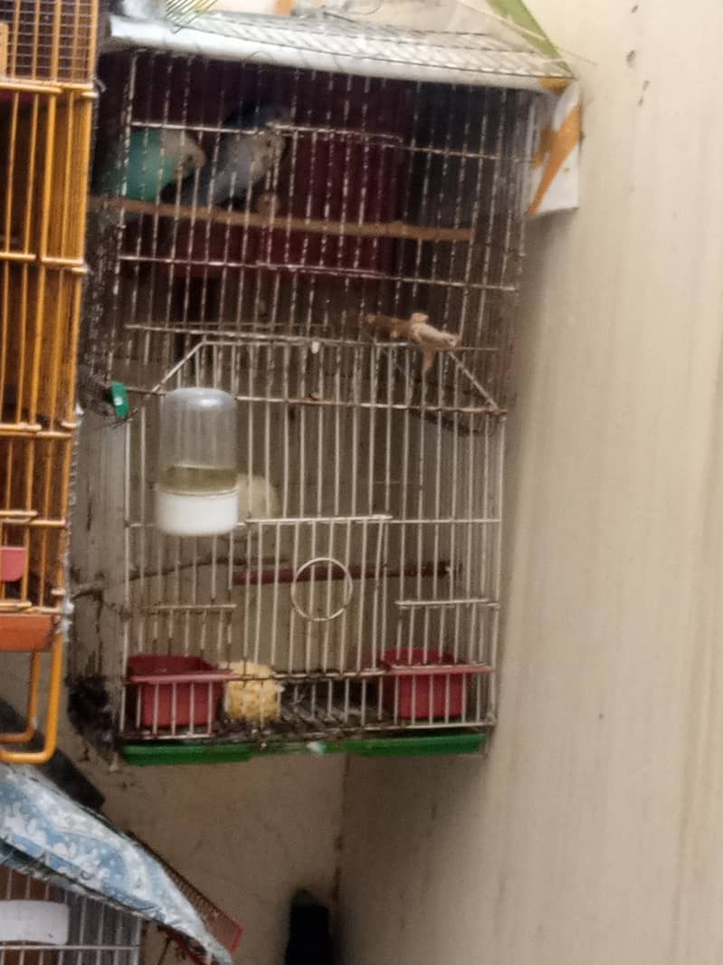 Big breader pair with chicks & Cage 7