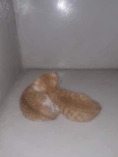 1 year old with 2 baby white