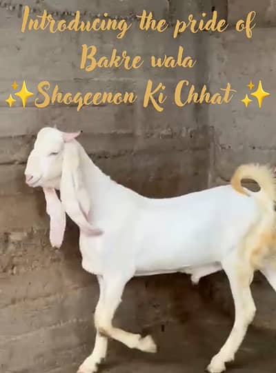 Gulaabi bakra