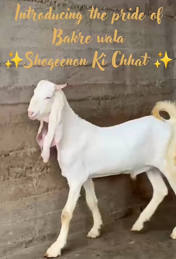 Gulaabi bakra 1