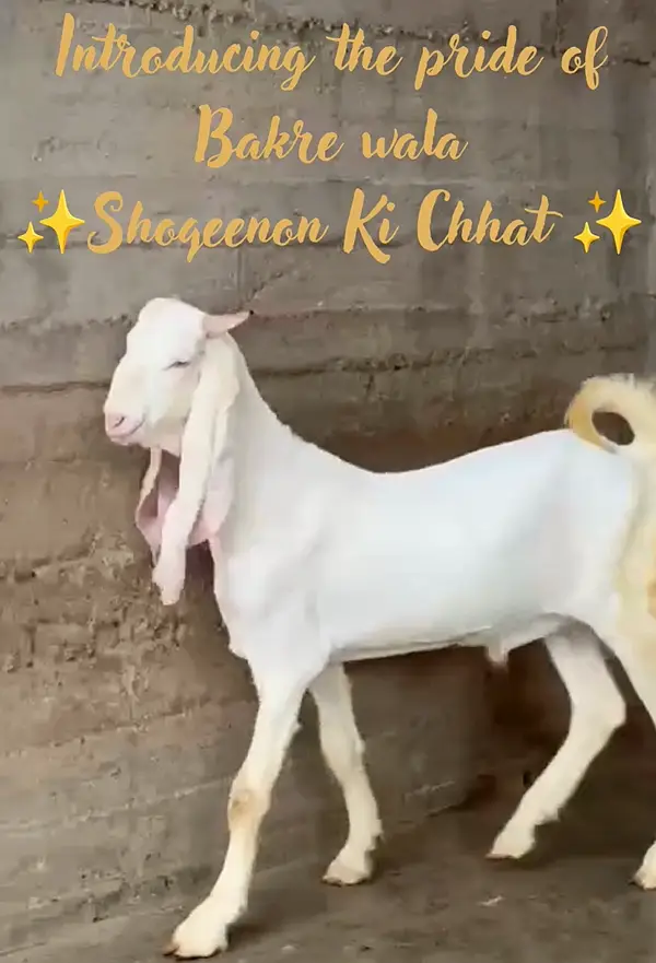 Gulaabi bakra — photo 2