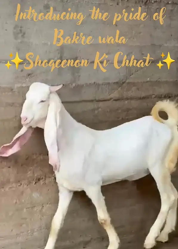 Gulaabi bakra — photo 3