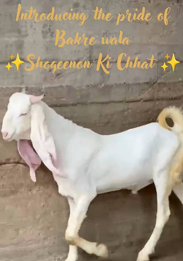 Gulaabi bakra 3