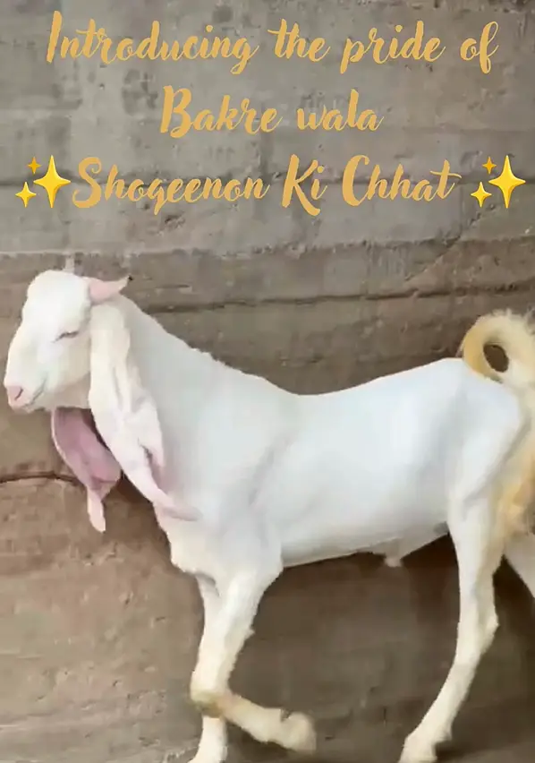 Gulaabi bakra — photo 4