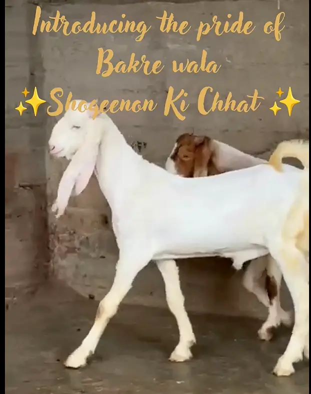 Gulaabi bakra — photo 5