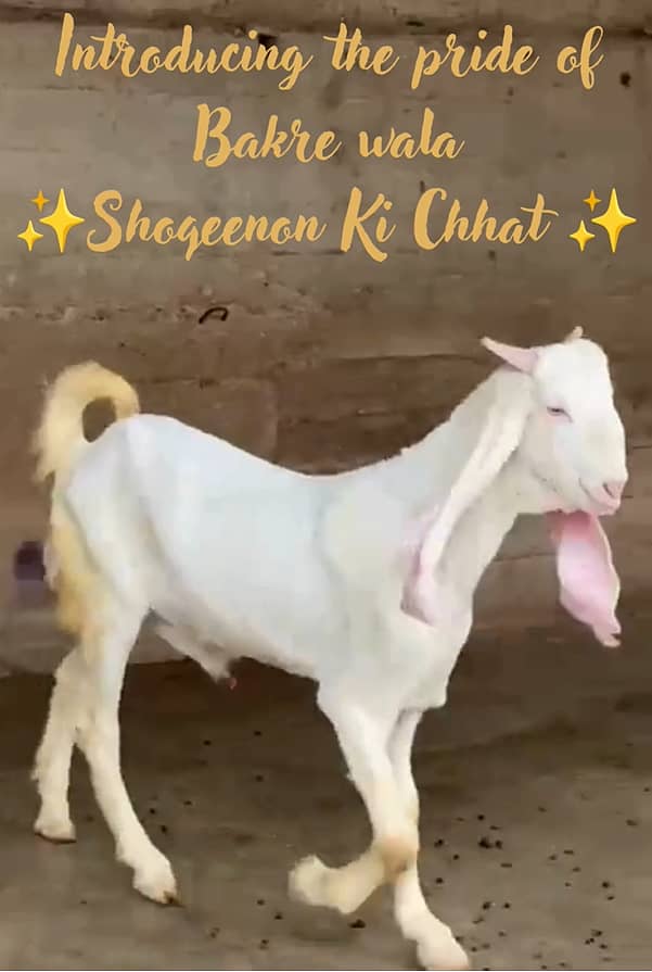 Gulaabi bakra 5