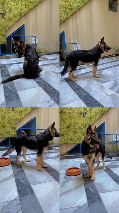 German shepherd puppie