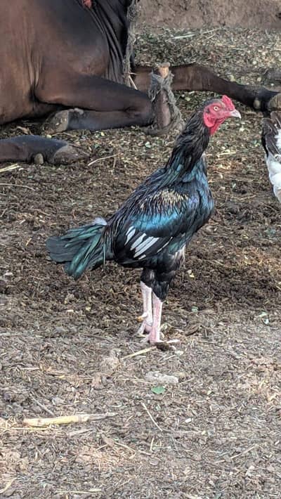 aseel cock for sale