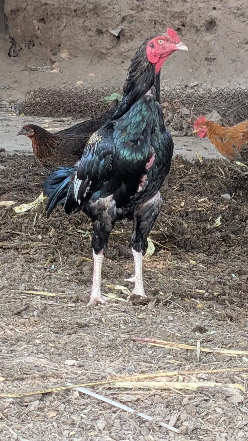 aseel cock for sale — photo 2