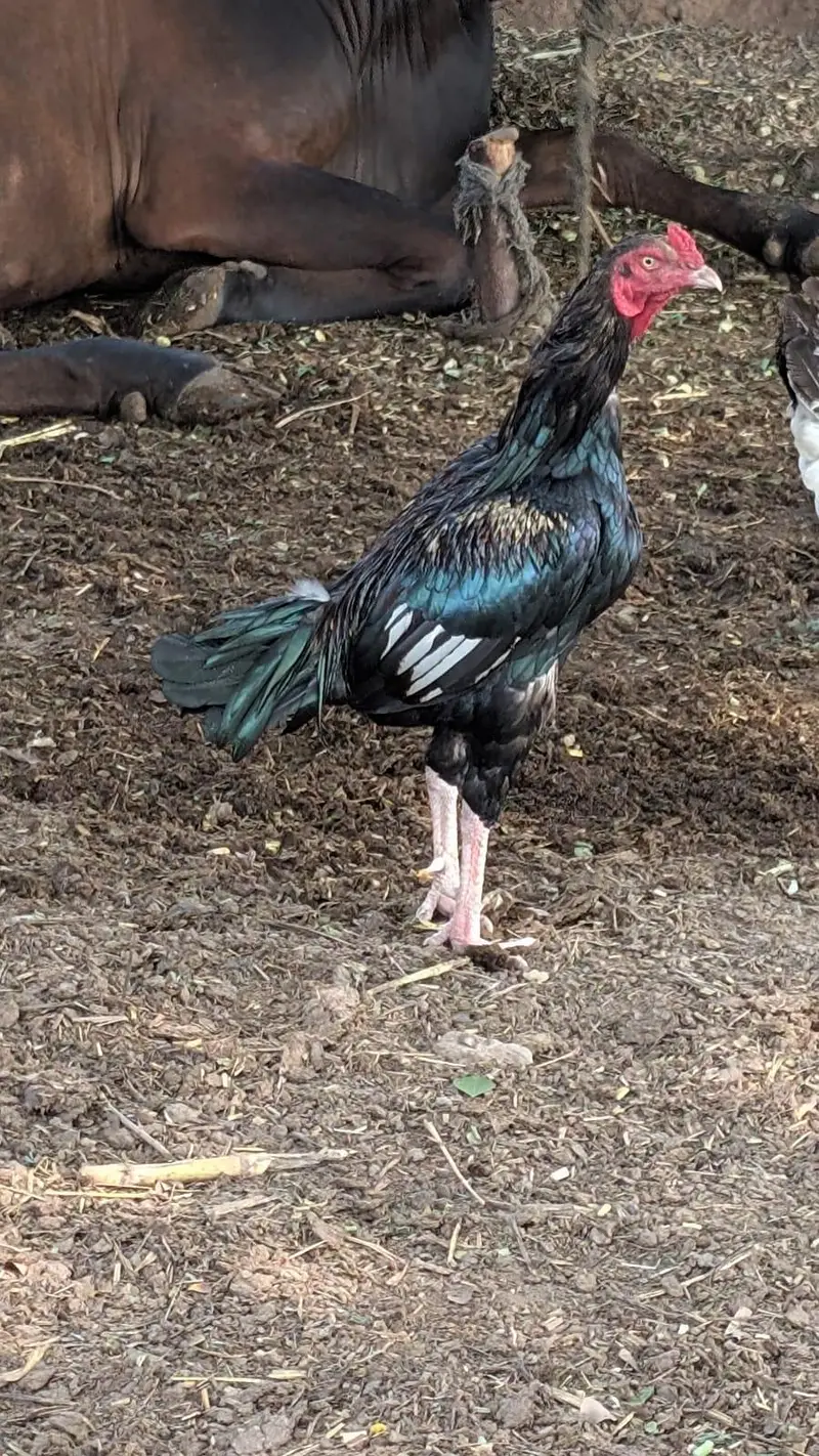 aseel cock for sale — photo 3